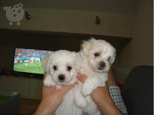 Pomeranian καθαροαιμα Αθηνα-Θεσσαλονικη-Νησια dogsmania.gr 6979314054...